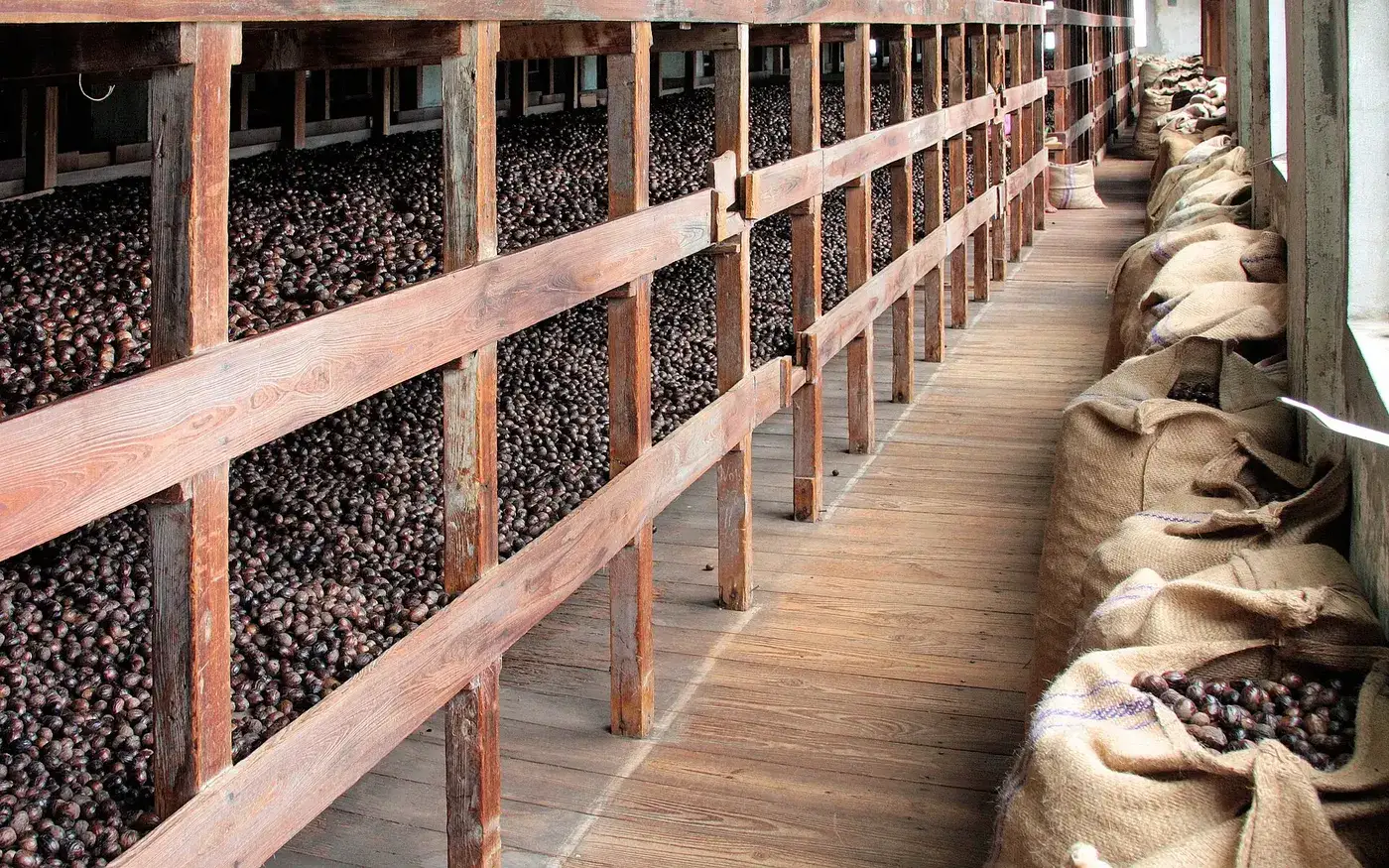 Nutmeg drying on wooden racks at a co-operative in Grenada