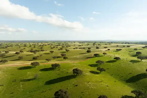 Cork oaks scattered across green Alentejo pasture