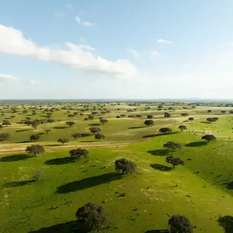 Cork oaks scattered across green Alentejo pasture from the air