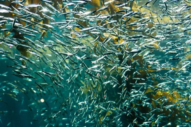 Sardines