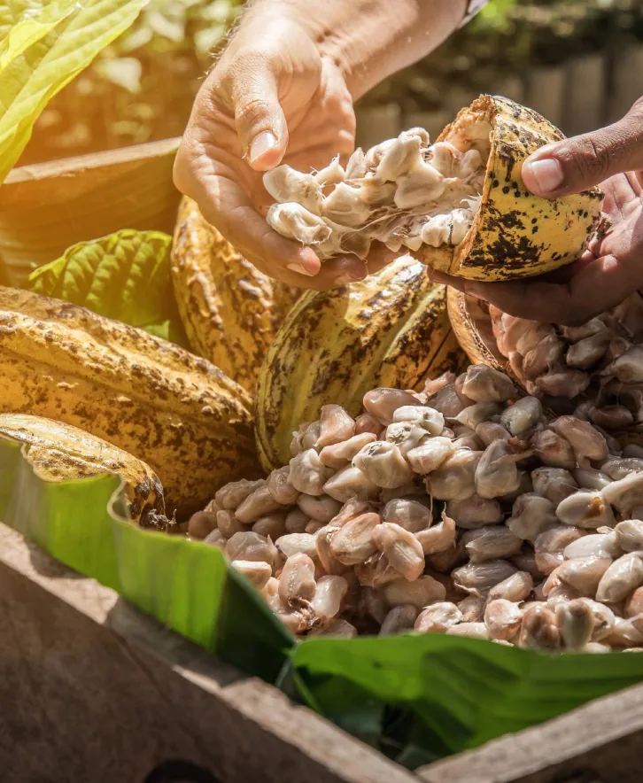 Vanuatu Cocoa Investment Fund
