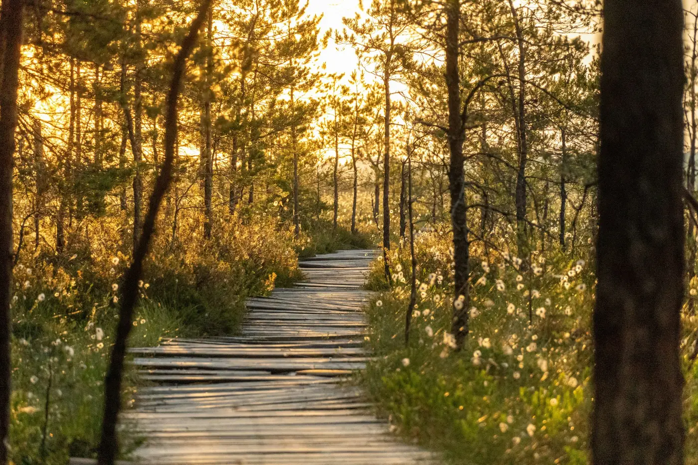 estonia digital nomad visa