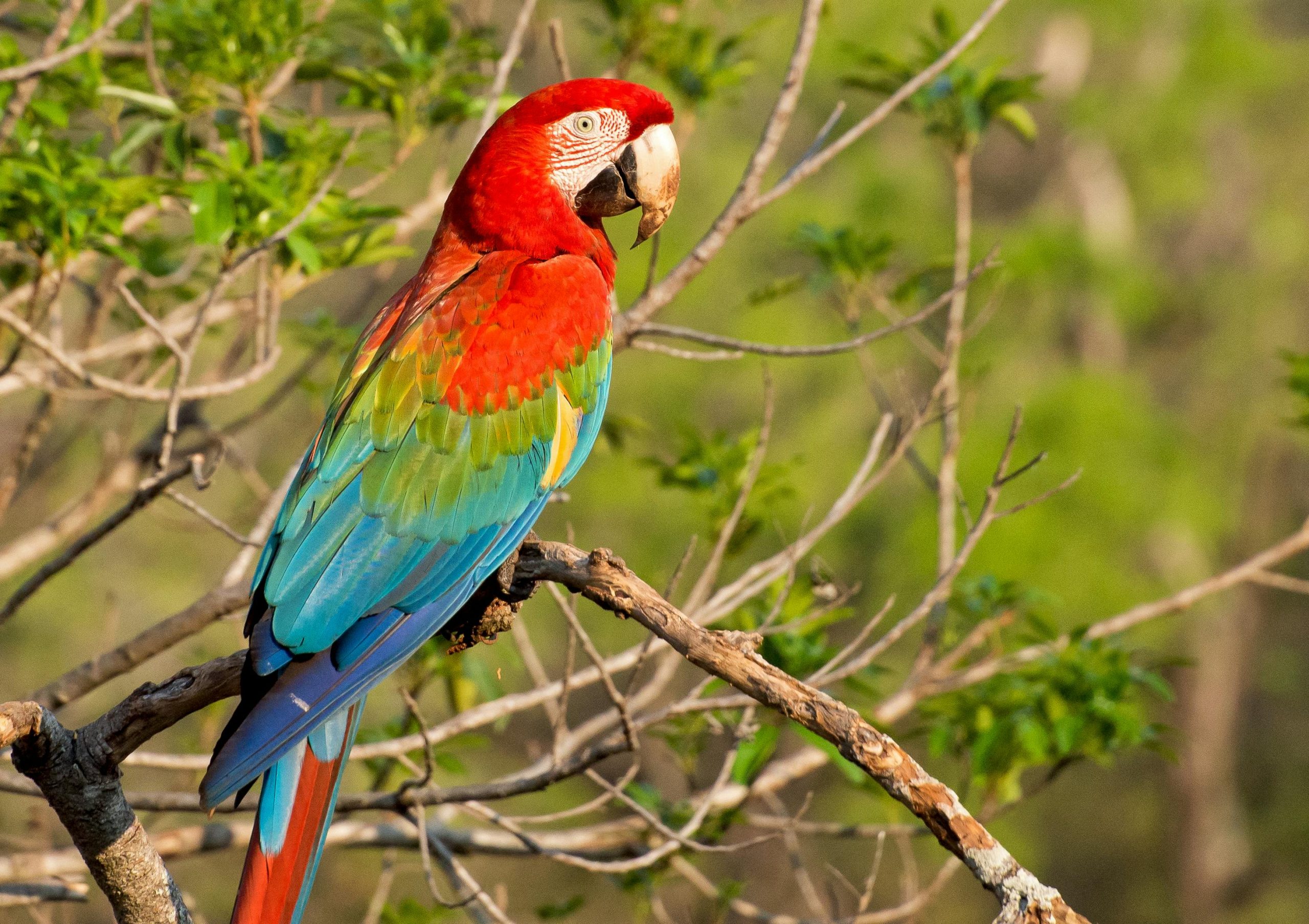 best places to live in brazil